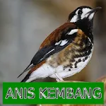 Master Kicau Anis Kembang icon