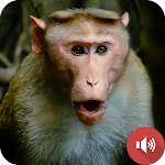 Monkey Sounds icon