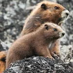 Marmot Sounds icon