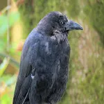 Crow Sound icon
