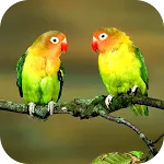 Parrot Wallpaper 2025 icon