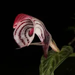 Orchids icon