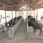 પશુઓની માવજત (Animal Care) icon