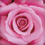 Rose Live Wallpaper icon