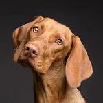 Dog wallpapers icon