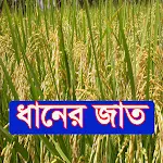 ধানের জাত ~ Rice Varieties icon