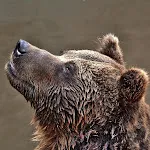 Guess the Animal Sounds icon