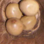 Awale classic icon