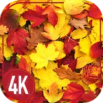 Leaves cool wallpaper icon
