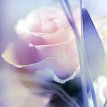 Rose Live Wallpaper icon