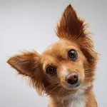Dog sounds icon