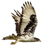 Eagle Attack icon