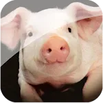Farm Animals icon