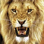 Lion Wallpapers icon