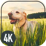 Dogs Cool Wallpapers icon