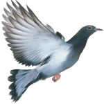 Pigeon disease and treatment icon