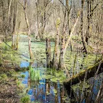 Swamp Sound icon
