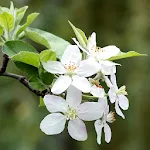 Springtime Live Wallpaper icon
