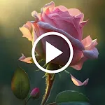Rose Video Wallpaper RZDO icon