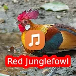 Red Junglefowl Sounds HD icon