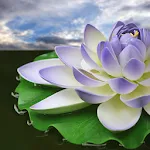 Lotus Flower Wallpapers icon