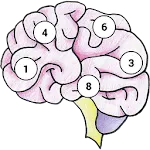 Brain Memory Exercise icon