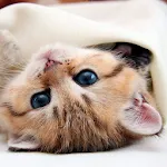 Kittens live wallpaper icon