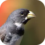 Collar Bird Corners icon