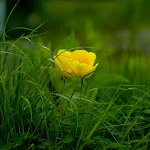 Nature Wallpapers icon