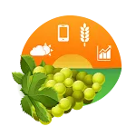 Amigrapes icon