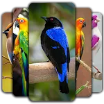 Birds Wallpaper icon