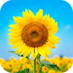 Sunflower Wallpaper 2025 icon