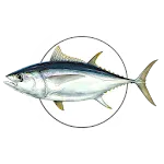 MadeiraFish icon