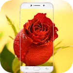 Red Rose Wallpaper icon