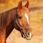 Horse Sounds icon