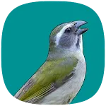 Trinca Ferro Verdadeiro icon