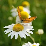 Daisy Wallpapers icon
