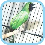 Masteran Kicau Cucak Ijo Mp3 icon