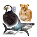 Learn Animals and Birds Sounds icon