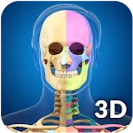 Skeleton Anatomy Pro. icon