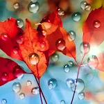 Rains Live Wallpaper icon