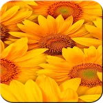Sunflower Wallpaper icon