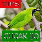 Tips Perawatan Cucak Ijo icon