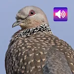 Spotted turtle dove bird calls icon