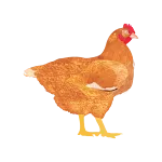My Poultry Manager - Farm app icon