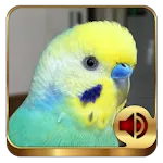Budgerigar Ringtones icon