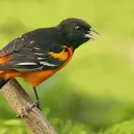 Relax Birds Sounds icon