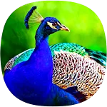 Peacock Ringtones icon