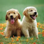 Puppies Jigsaw Puzzles icon
