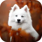 Dog Wallpaper 2025 icon